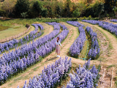 Beautiful young asian woman enjoying in purple margaret flower blooming gardenの写真素材