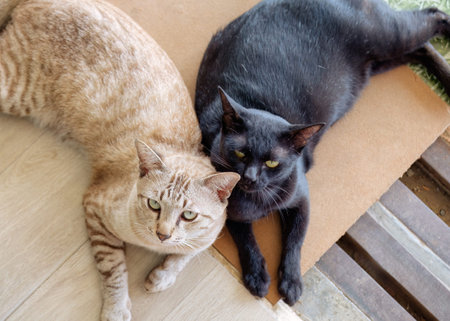 Two cat are lying down and looking at camera