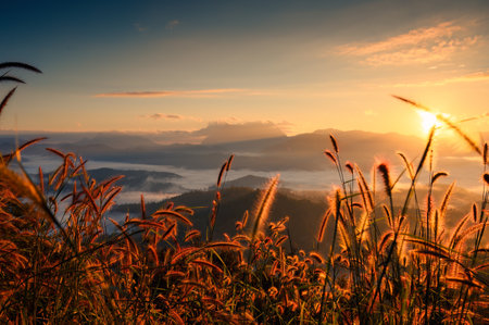 Rural scene of golden sunrise over grassy plant against mountain in countryside at Chiang Dao, Chiang Maiの写真素材