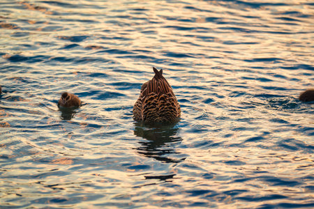 Mother duck and her ducklings swimming on golden light ripples lake during sunsetの写真素材