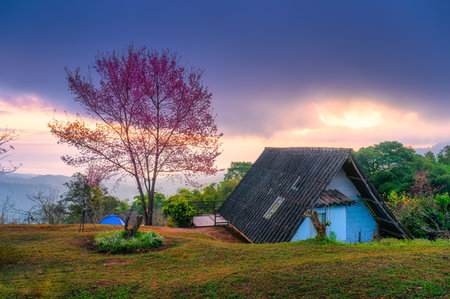 Wild himalayan cherry tree blooming with cottage on hill during springtime in the morning at San Pa Kia, Doi Mae Tamanの写真素材