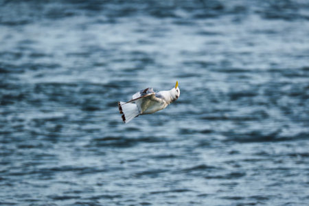 Northern fulmar or Seagull seabird flying low over the sea in summer at Icelandの写真素材