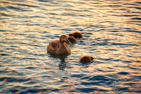 Mother duck and her ducklings swimming on golden light ripples lake during sunsetの写真素材