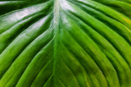 Close up surface tropical green leaf monocotyledon natural background