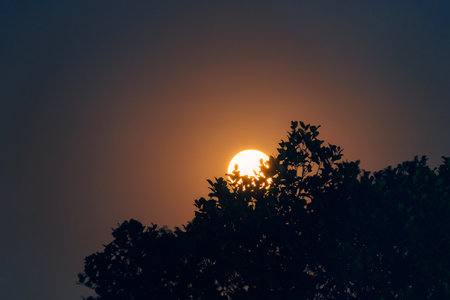 Full Moon glowing orbiting through silhouette tree in night skyの写真素材