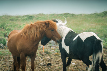 Two horses are living and showing affection for each other in foggy pasture at Icelandの写真素材