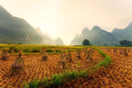 Scenery of harvested rice field with haystack and mountain range in misty morning on countryside at Cao Bang, Vietnamの写真素材