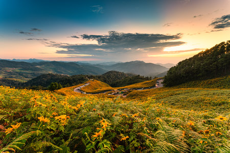 Beautiful sunset over field of Tree Marigold blooming on hill in winter season at Doi Mae U Kho, Mae Hong Son, Thailandの写真素材