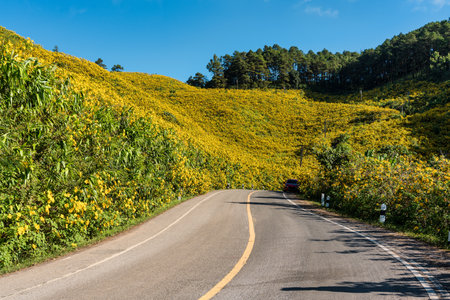Scenic road leads through vibrant yellow field of Tree Marigold or Mexican Sunflower blooming on hillside in Doi Mae U Kho at Mae Hong Son, Thailandの写真素材