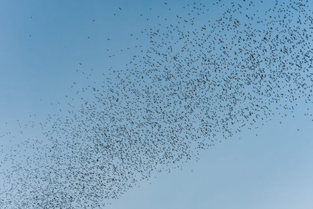 Flock of bats flying in blue sky from natural cave in the evening