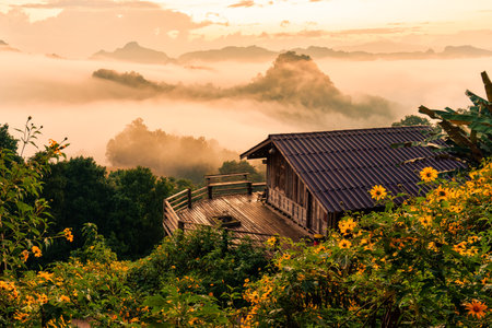 Beautiful golden sunrise over wooden homestay with foggy and Tree Marigold blooming in countryside at Ban Jabo, Mae Hong Son, Thailandの写真素材