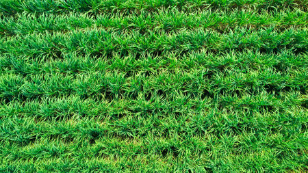 Aerial view of lush green rows sugarcane plantation growing on agricultural land in countrysideの写真素材