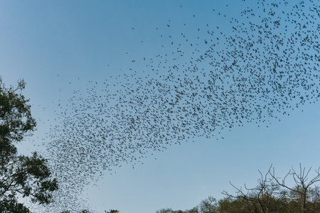 Flock of bats flying in blue sky from natural cave in the eveningの写真素材