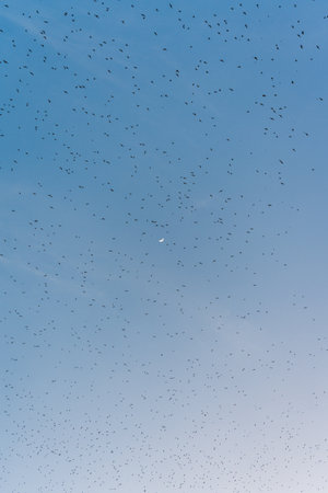 Flock of bats flying in blue sky from natural cave in the eveningの写真素材
