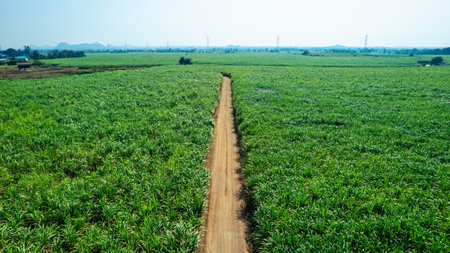 Aerial view of lush sugarcane plantation growing with dirt pathway on agricultural land in countrysideの写真素材
