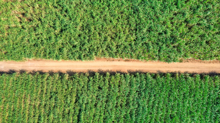 Aerial view of lush sugarcane plantation growing with dirt pathway on agricultural land in countrysideの写真素材