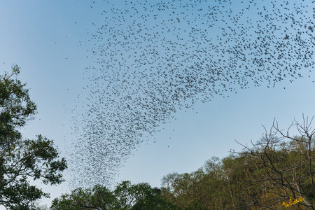 Flock of bats flying in blue sky from natural cave in the evening at Wat Khao Chong Phran, Ratchaburiの写真素材