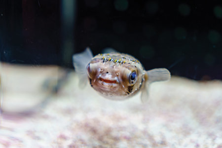 Happy cute small Balloonfish, Porcupinefish or Pufferfish swimming with curiosity in marine quarium