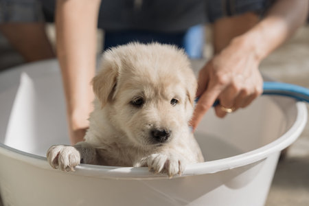 Hand of groomer bathing, shower, grooming with shampoo and water a cute brown puppy in basin