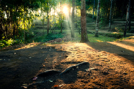 Golden sunlight ray shines through lush tropical forest in morningの写真素材