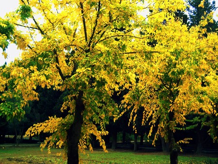  Golden autumn in Baku Botanical Garden.の写真素材