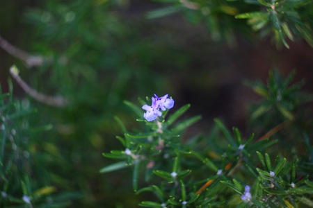 GOLD AUTUMN. The magnificent colors of autumn is not in any season of the year, a combination of green, red and yellow colors create a sense of fairy tales.の写真素材