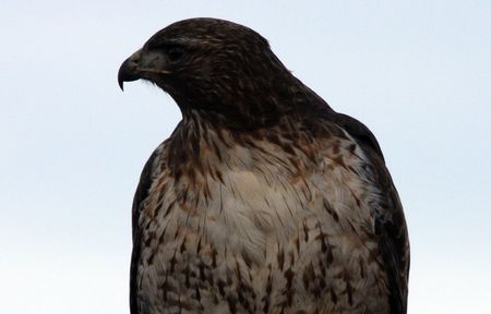Red Tailed Hawk @ Lower Klamath National Wildlife Refugeの写真素材