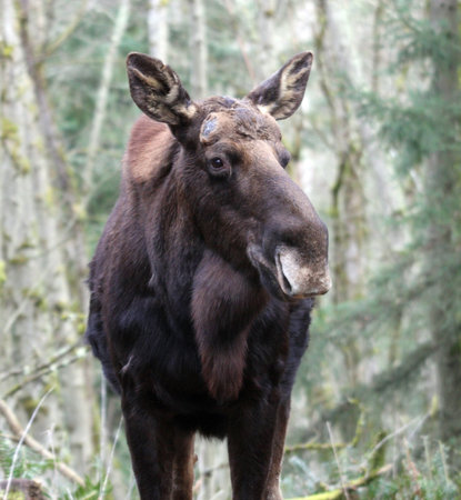 Moose @ Northwest Trek Wildlife Parkの写真素材