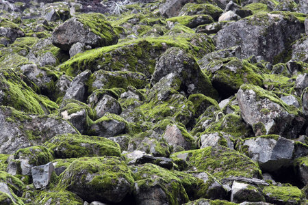 Moss Rocks in Mount Hood National Forest