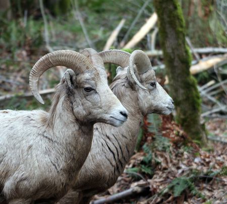 Big Horn Sheep @ Northwest Trek Wildlife Parkの写真素材