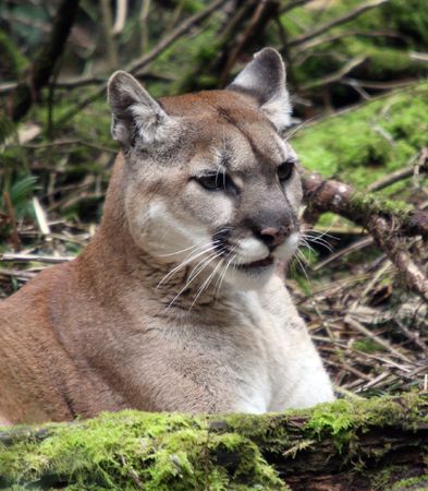 Cougar @ Northwest Trek Wildlife Parkの写真素材