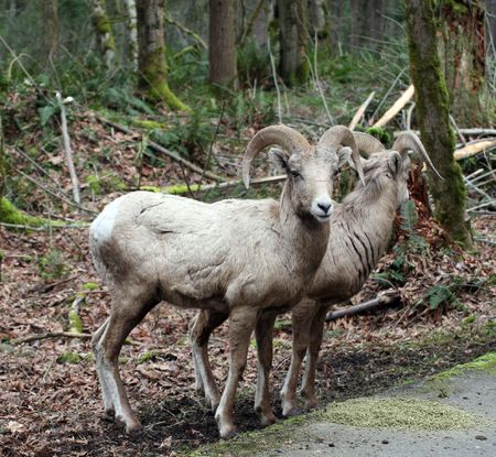 Big Horn Sheep @ Northwest Trek Wildlife Parkの写真素材