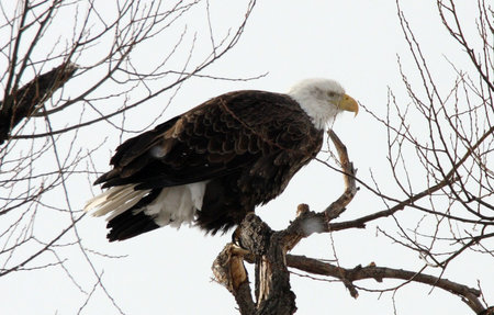 Bald Eagle @ Lower Klamath National Wildlife Refuge