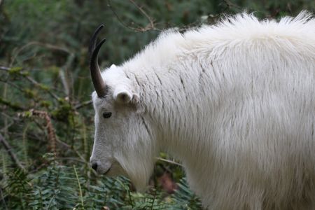 Mountain Goat @ Northwest Trek Wildlife Parkの写真素材