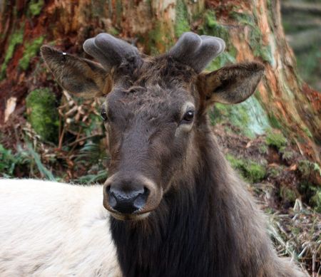 Elk @ Northwest Trek Wildlife Parkの写真素材
