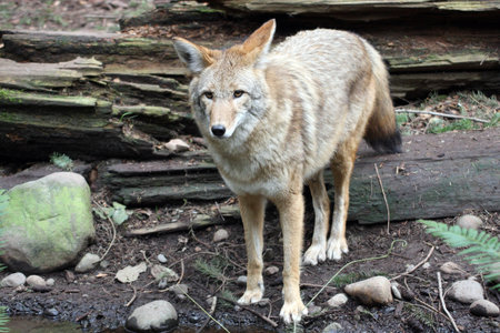 Coyote @ Northwest Trek Wildlife Park