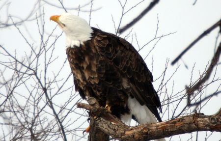 Bald Eagle @ Lower Klamath National Wildlife Refugeの写真素材