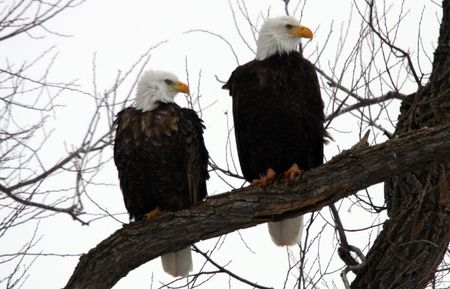 Bald Eagle @ Lower Klamath National Wildlife Refugeの写真素材