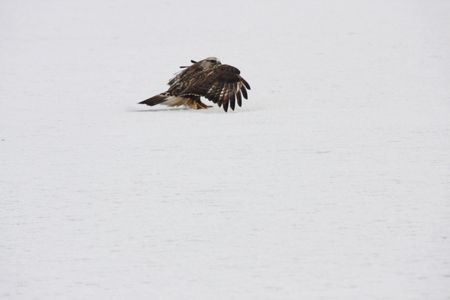 Rough Legged Hawk @ Lower Klamath National Wildlife Refugeの写真素材