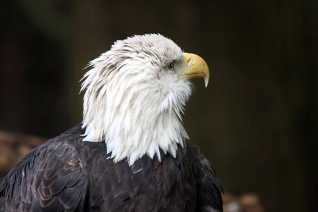 Bald Eagle @ Northwest Trek Wildlife Park