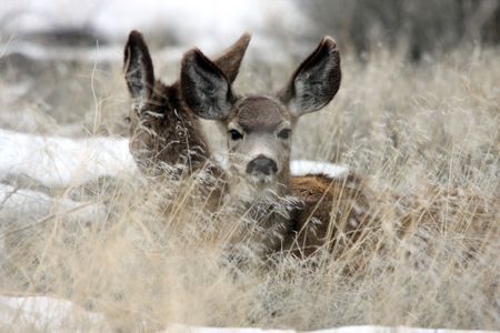 Mule Deer @ Lower Klamath National Wildlife Refugeの写真素材