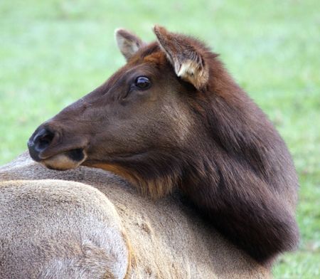 Elk @ Northwest Trek Wildlife Parkの写真素材