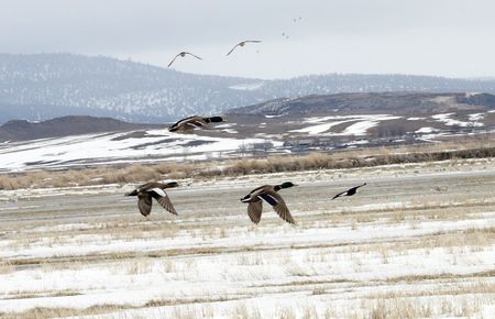 Ducks in Flight @ Lower Klamath National Wildlife Refugeの写真素材