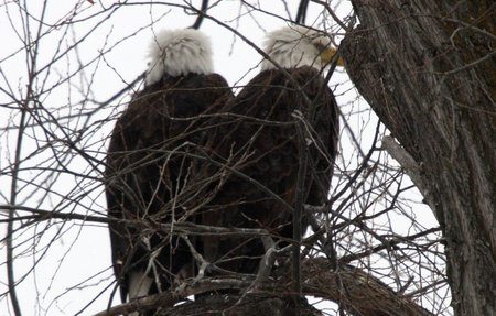 Bald Eagle @ Lower Klamath National Wildlife Refugeの写真素材