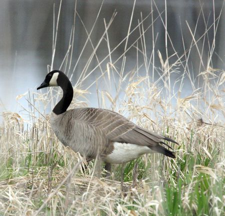 Canada Goose @ Ridgefield National Wildlife Refugeの写真素材