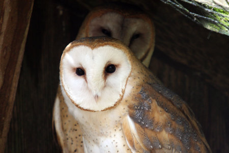 Barn Owl @ Northwest Trek Wildlife Parkの写真素材