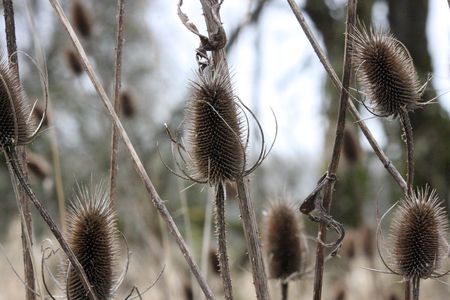 Dry Thristlesの写真素材