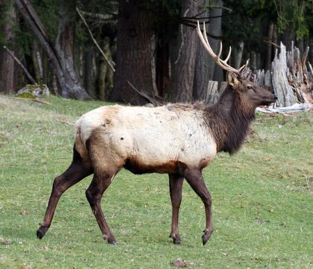 Elk @ Northwest Trek Wildlife Parkの写真素材