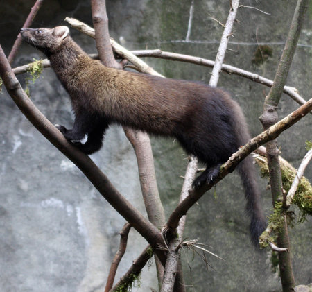 Fisher @ Northwest Trek Wildlife Park