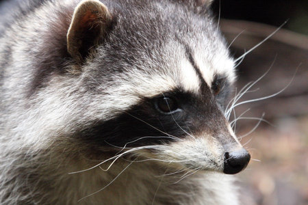 Raccoon @ Northwest Trek Wildlife Parkの写真素材